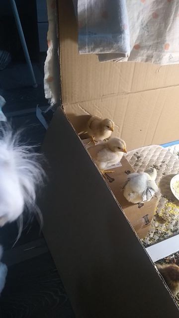 сидим тихо! не заметит и уйдет