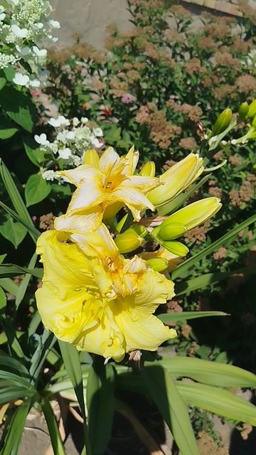 Замечательные лилейники.