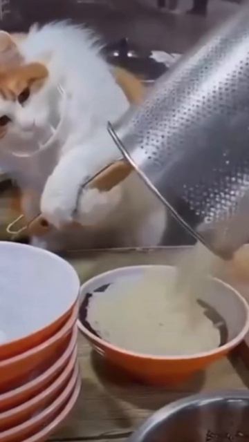 коты готовят еду.mp4