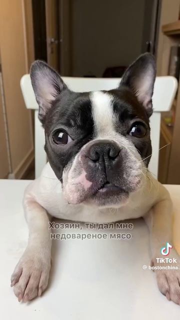 собаки 200 лет тогда и сейчас