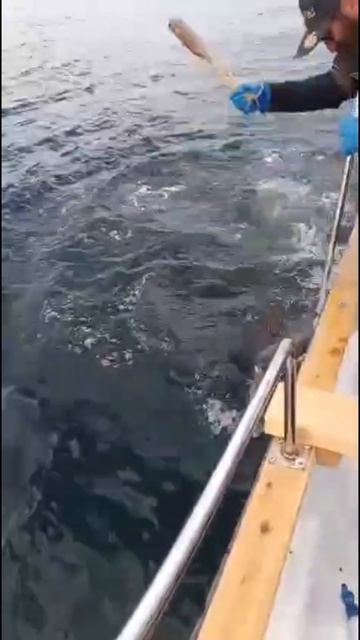 Рыбалка на палтуса, Итуруп