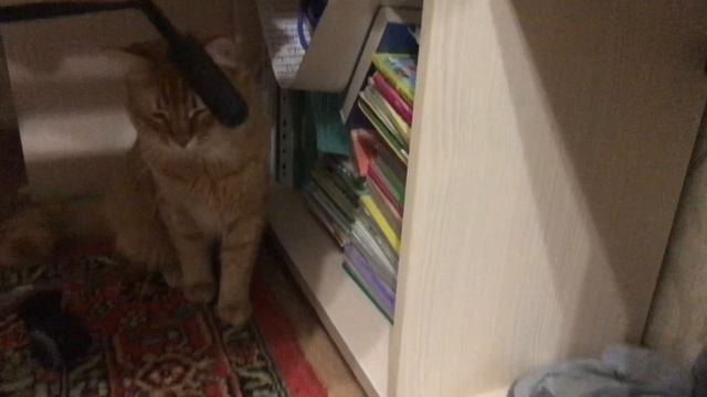 Киса, не воруй!