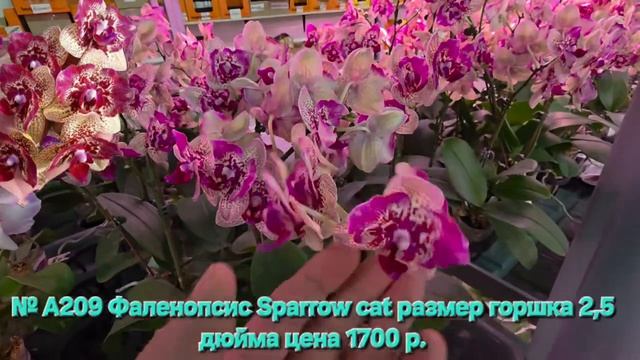 № А209 Фаленопсис Sparrow Cat размер горшка 2,5 дюйма