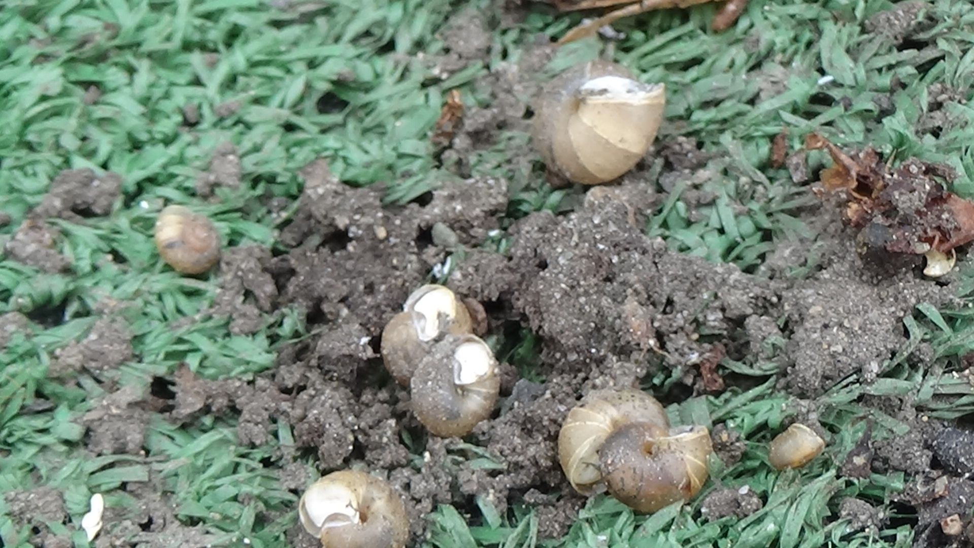 КАРАУЛ! Нашествие улиток! Что с ними делать? Обзор огорода и погоды 15 апреля 2026 года.