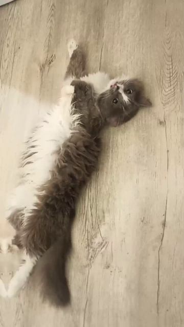 #Lekar #клипы #мойкот #реп # Rap #fyp #рек