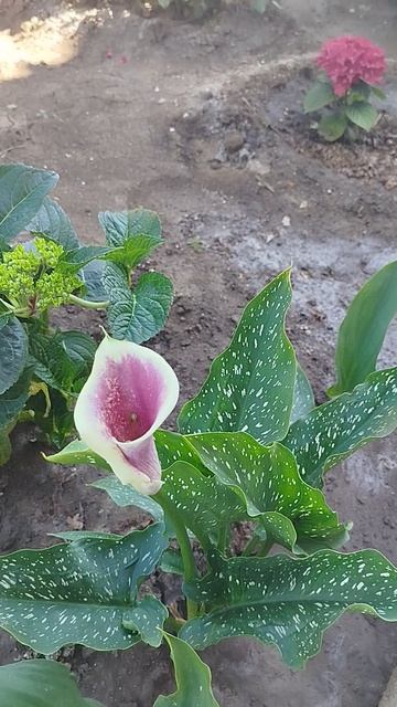 Мои великолепные каллы.