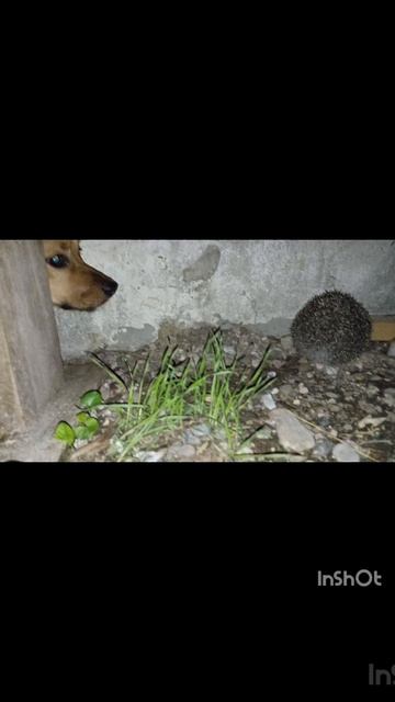 Чапик знакомится с ëжиком.