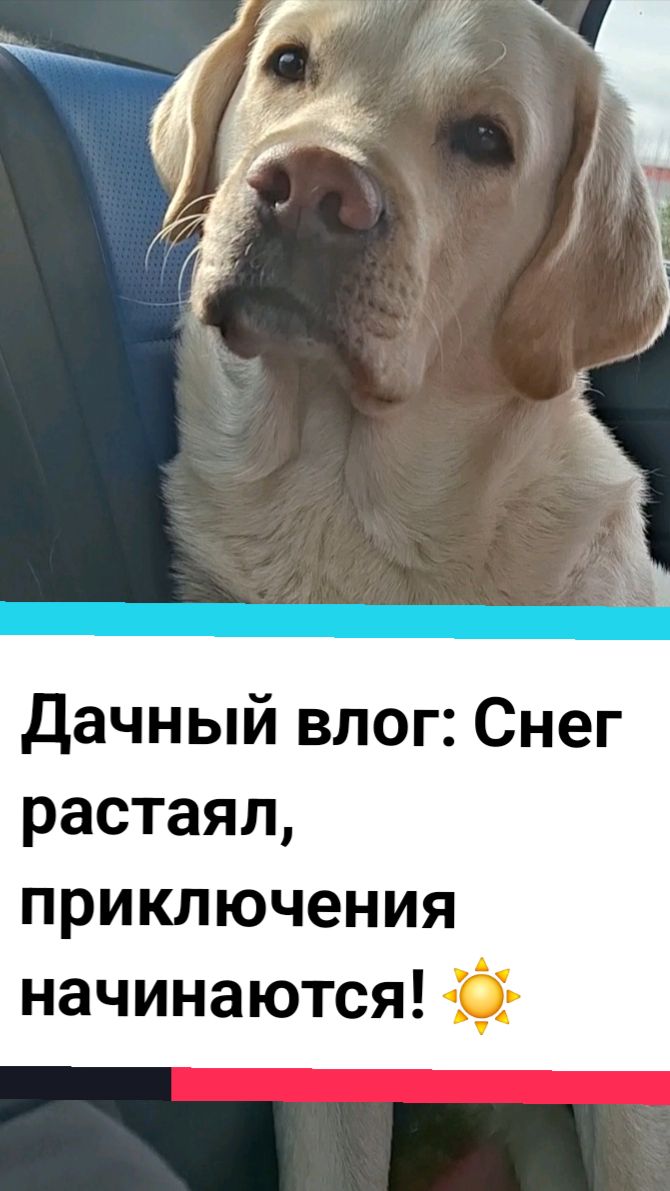 Дачный влог: Снег растаял, приключения начинаются! ☀️🌷