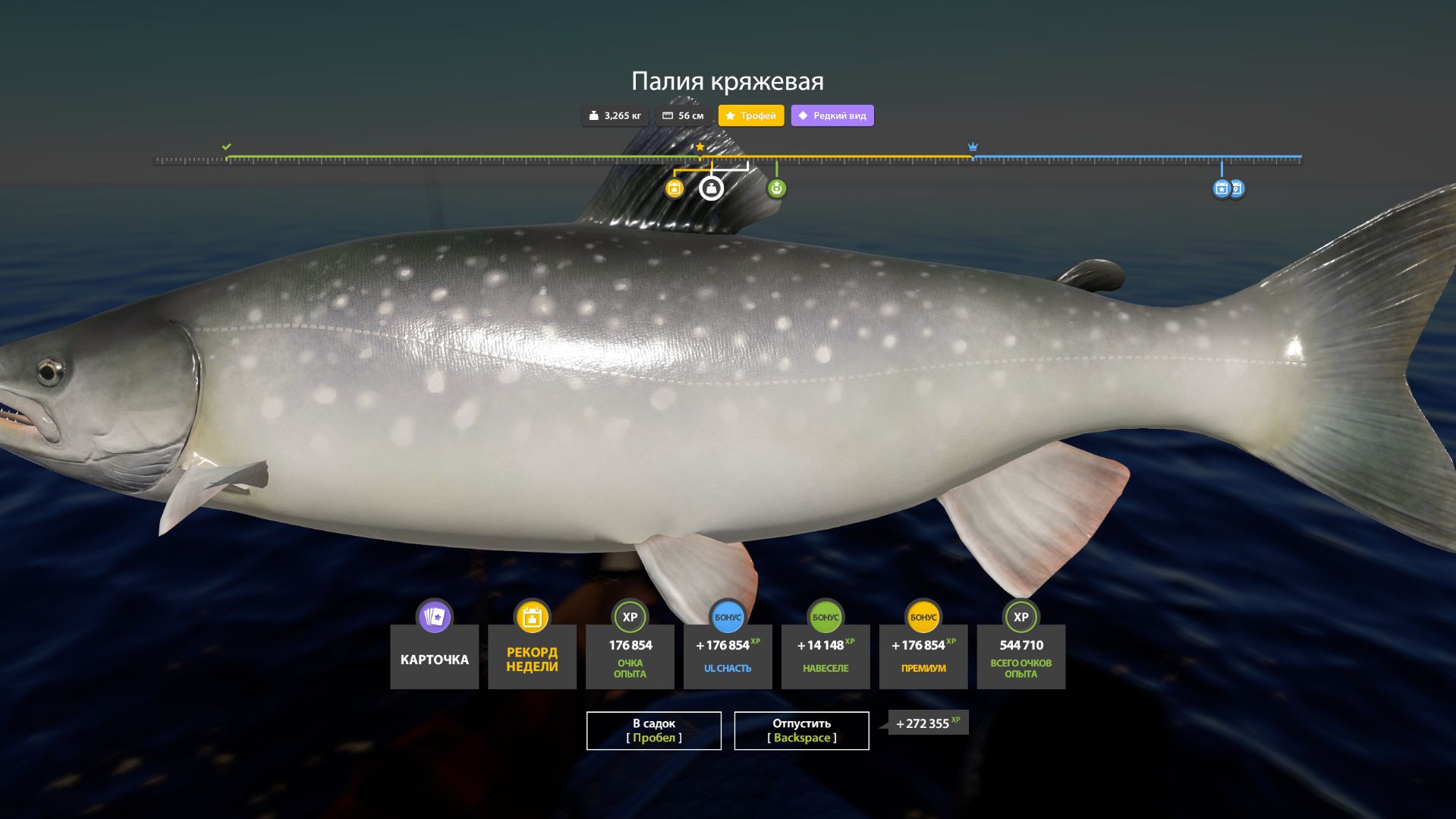 НОВАЯ НАЖИВКА В ПОНИЖКУ НА МЕДНОМ, РАЗДАЧИ ВОБЛЫ, ЧЕХОНИ, ПАЛИИ ОБЗОР ВОДОЕМОВ В РУССКОЙ РЫБАЛКЕ 4