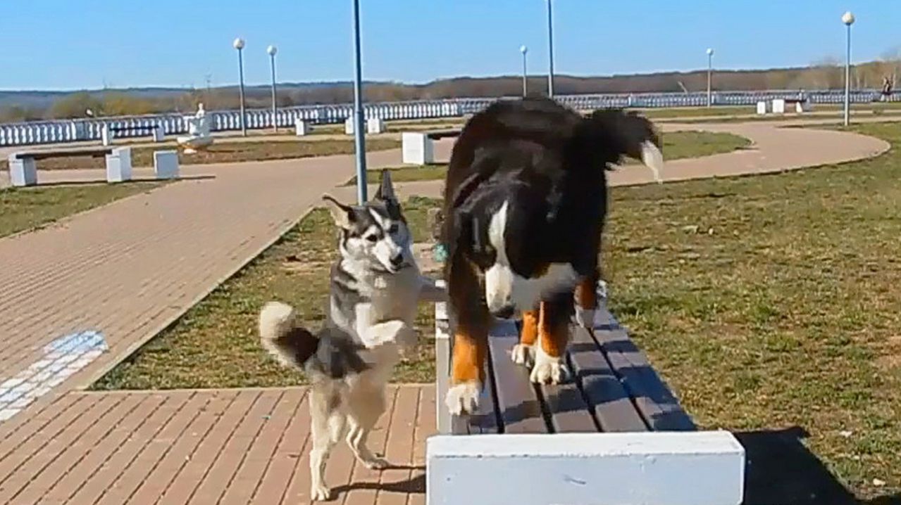 ХАСКИ АСЯ и ВЕСЁЛЫЕ ДРУЗЬЯ в поэтическом клипе моего стихотворения «НА КРАСНУЮ ГОРКУ»