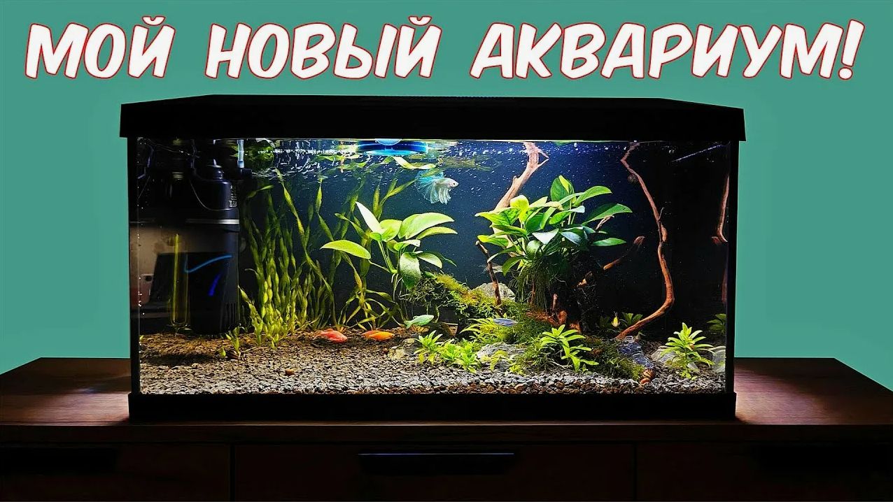 Как я купил аквариум, обустроил его и заселил жителями