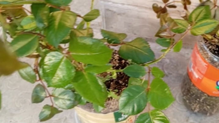 Высаживаю розы, обрезаю старые