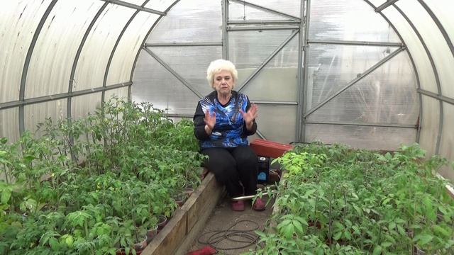 Что я добавляю в лунки при высадке томатов? Всегда по разному! 14.04.2026.