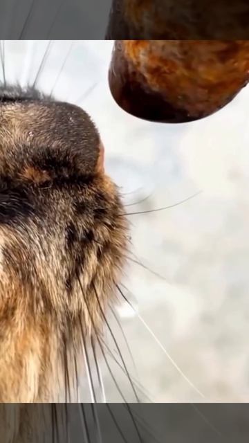 Это его первый день жизни котом