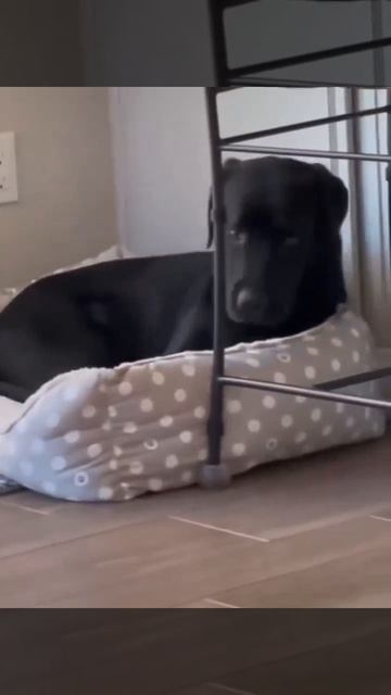 Начните день с сонных собакенов