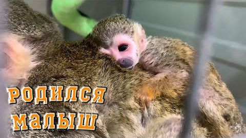 Как я этого ждал! Ребёнок у Нюры!