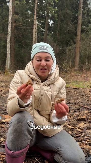 Строчки: как отличить съедобные от ядовитых и правильно приготовить?