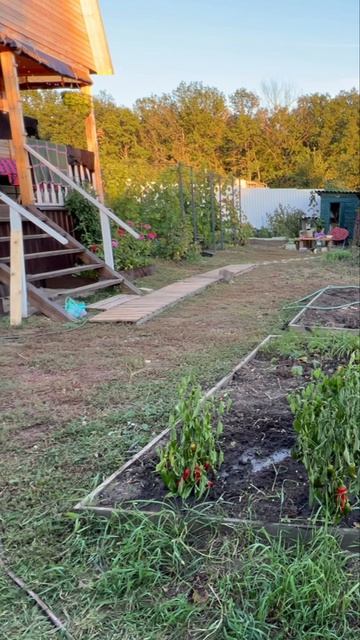 Мои помощники на даче! #дача #коты #пес