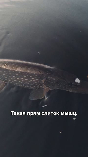 Смена приманки и результат, который не заставил себя долго ждать🐊 #teammida