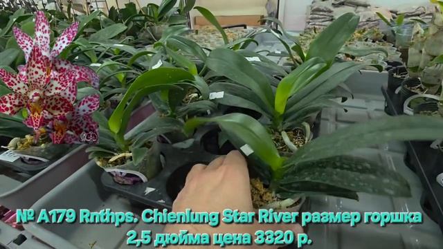 № А179 Rnthps. Chienlung Star River размер горшка 2,5 дюйма