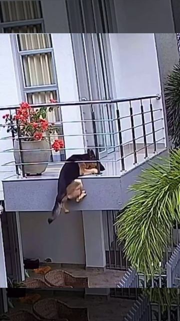 Video_13685271453629