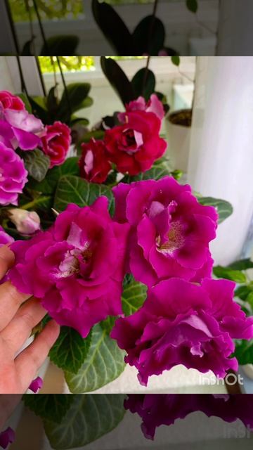 глоксинии в малиновых тонах это прекрасно 👍🥰