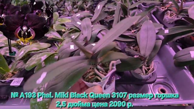 № А193 Phal. Miki Black Queen 3107 размер горшка 2,5 дюйма