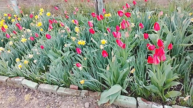 Цветник с нарциссами и тюльпанами Это луковичные многолетние растения