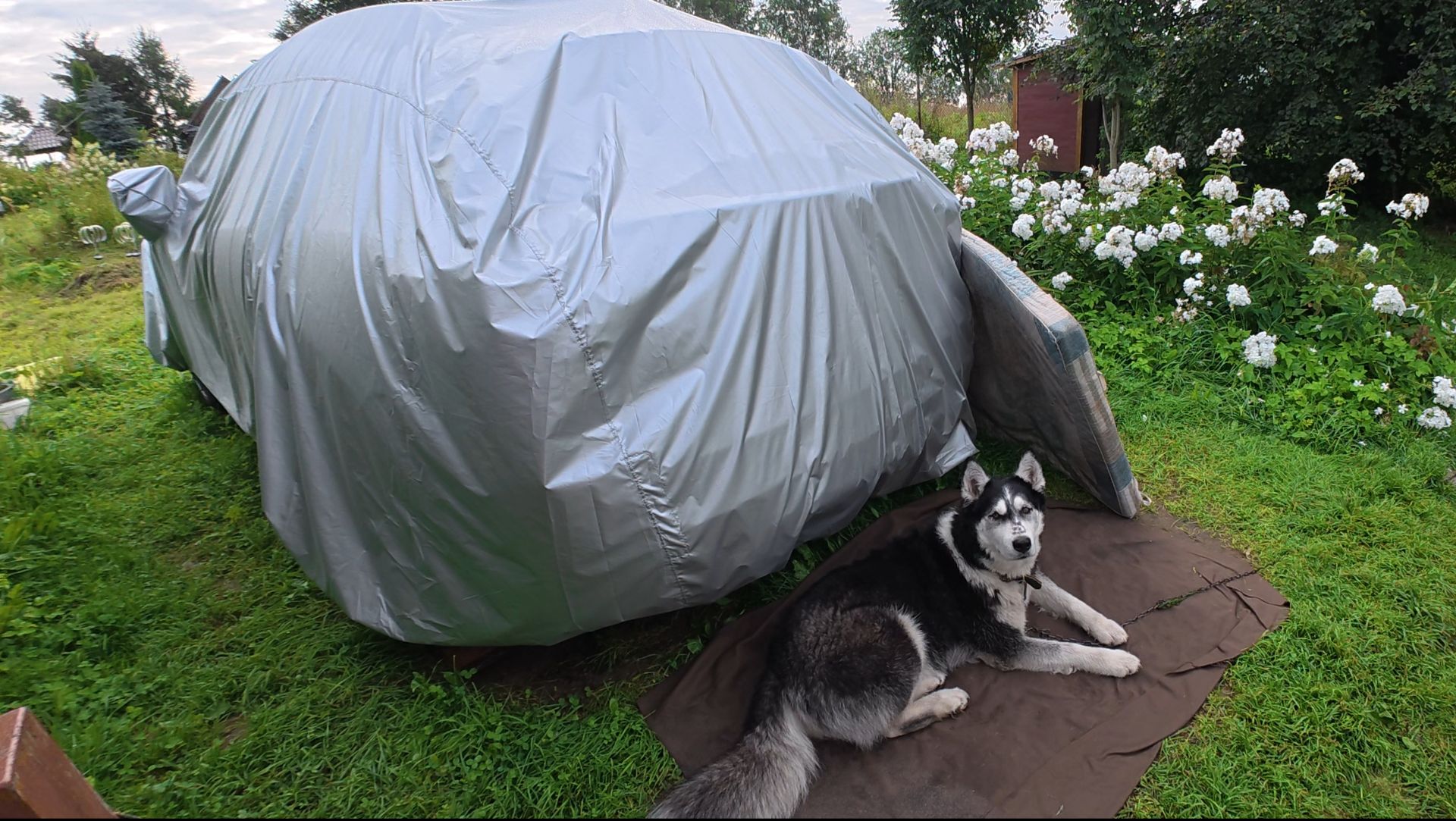 С хаски Диком на даче 13.08.2025 часть 1