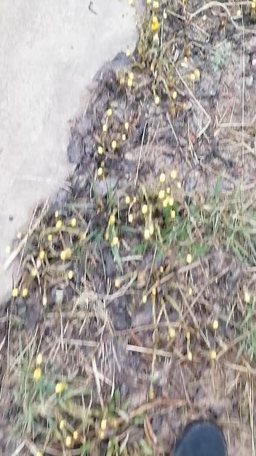 МАТЬ-И-МАЧЕХА В ЛЕН.ОБЛАСТИ 15 АПР. 2026