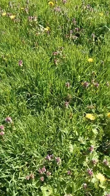 Весна ... птички  поют ... красота !!!