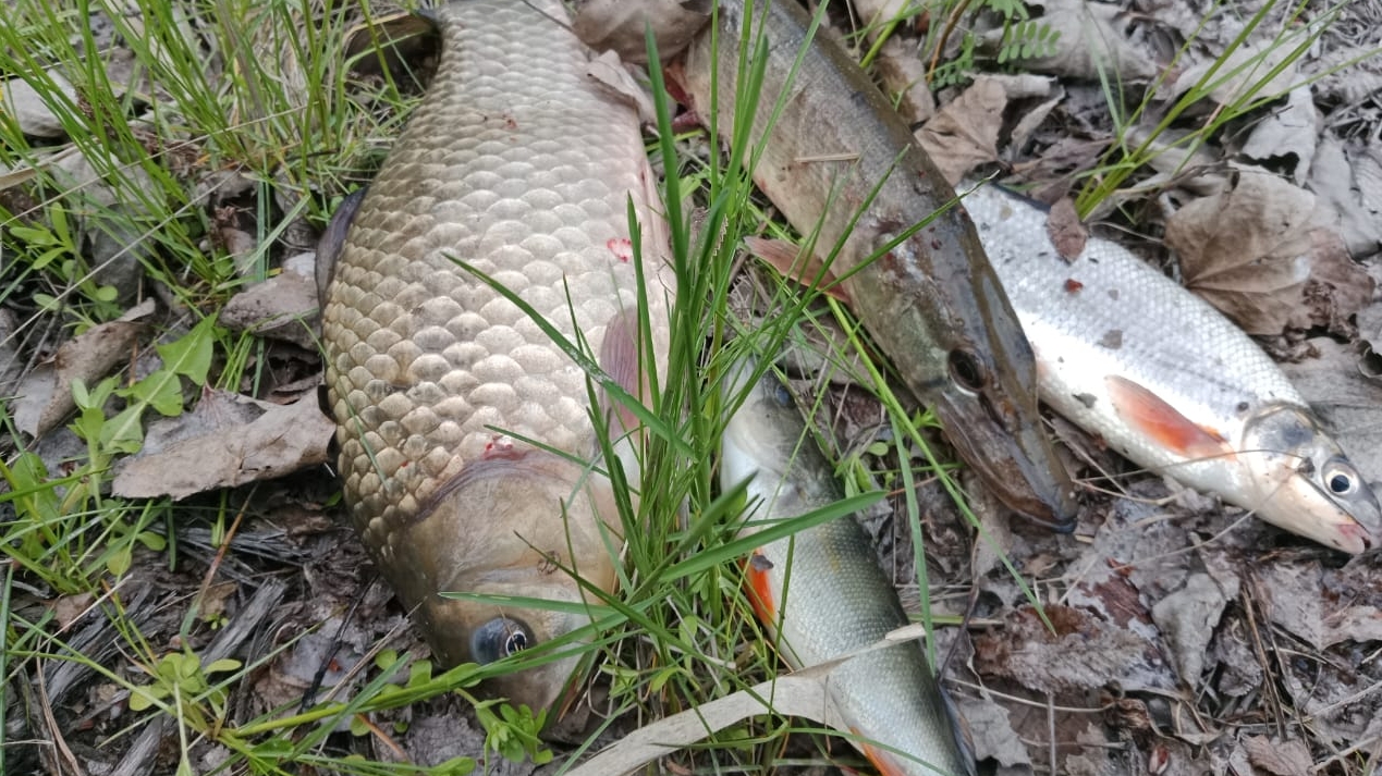 Рыбалка весной в Ростовской области