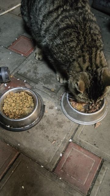 Рассказал Гансу, как прошёл день.