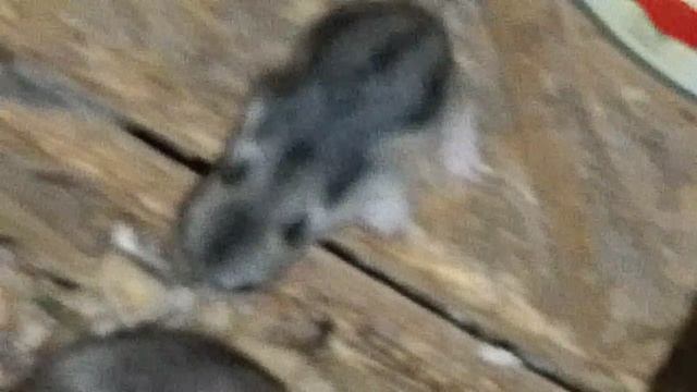 15 апреля 2026. Мелкие хомячки начали вылезать из домика