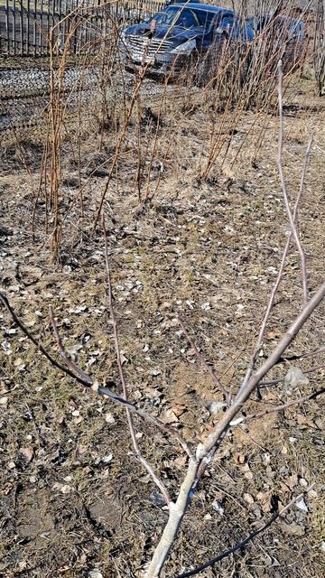 Обрезка молодой яблони