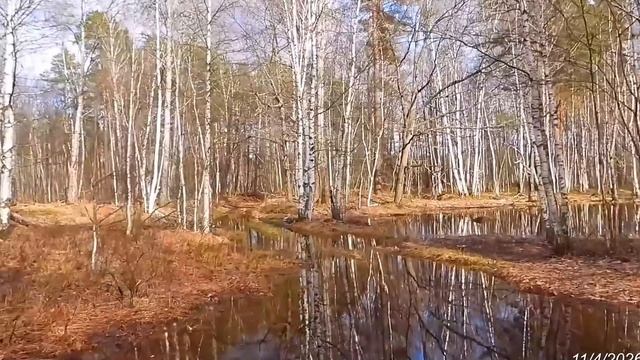 2026/4/11: Весенние заливной луг и подболоченный березняк у лыжной трассы на пути к Красным озёрам