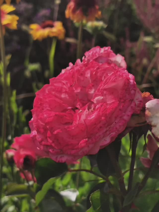 Какие растут цветы в ботаническом саду