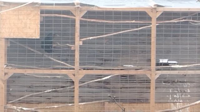 Ворон Гриша. Спецвыпуск. Почему он в неволе?