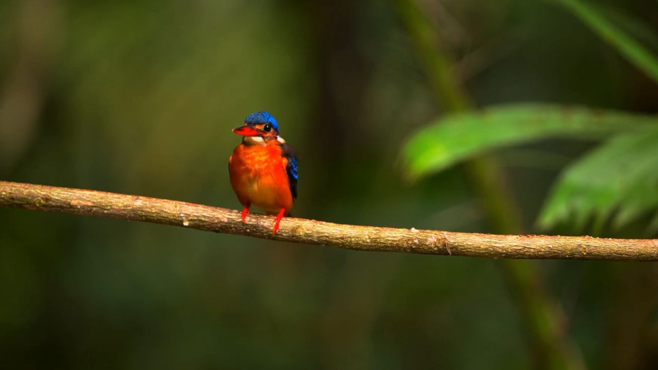М.Блантер Воспоминание Ансамбль Мелодия.