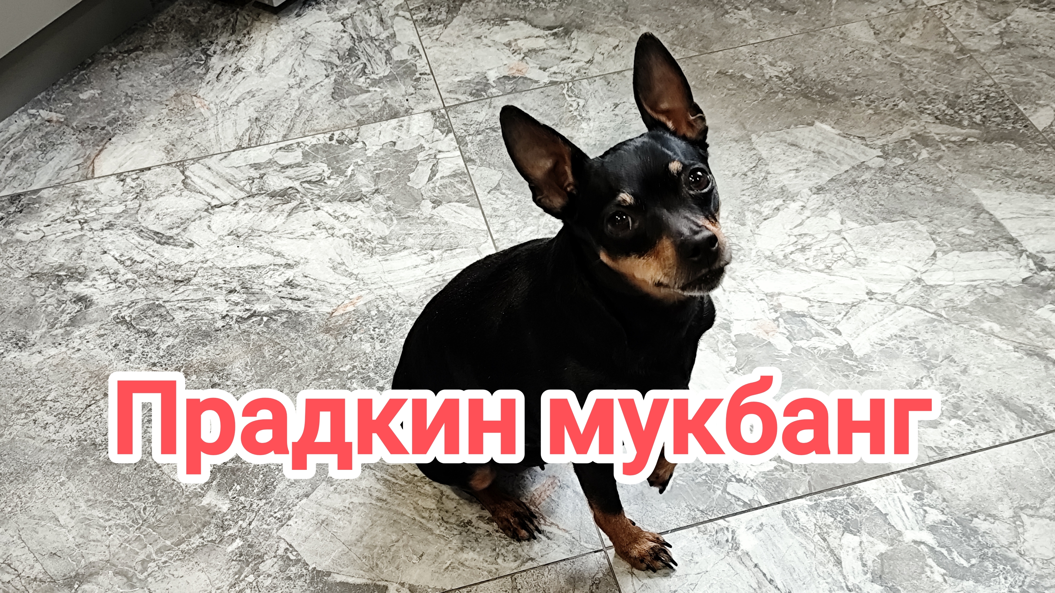 Прадкин мукбанг 15-04-2026