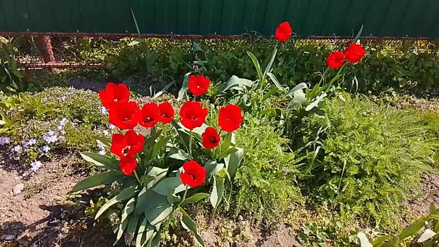 Красные тюльпаны 2026.04.15