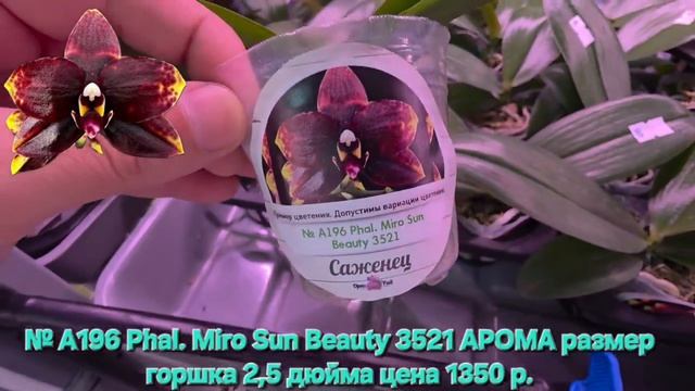 № А196 Phal. Miro Sun Beauty 3521 АРОМА размер горшка 2,5 дюйма