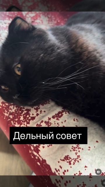 Кот плохого не посоветует