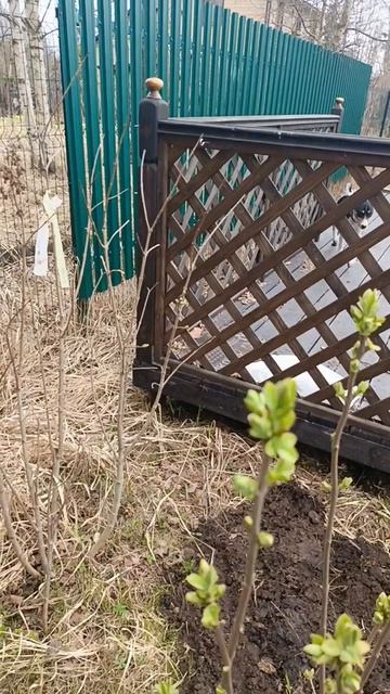 Разница в росте кустарника