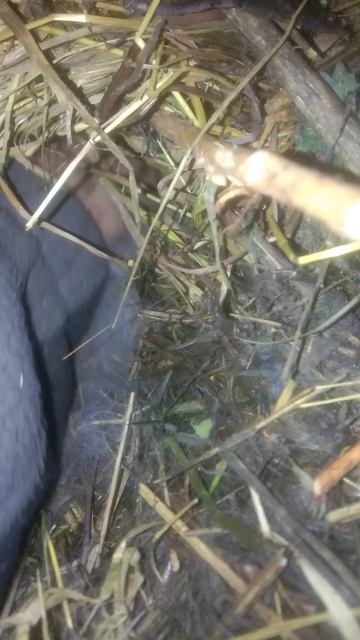 С советской шиншилой такой номер не прокатит