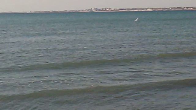 Дельфин в Большой бухте Анапы