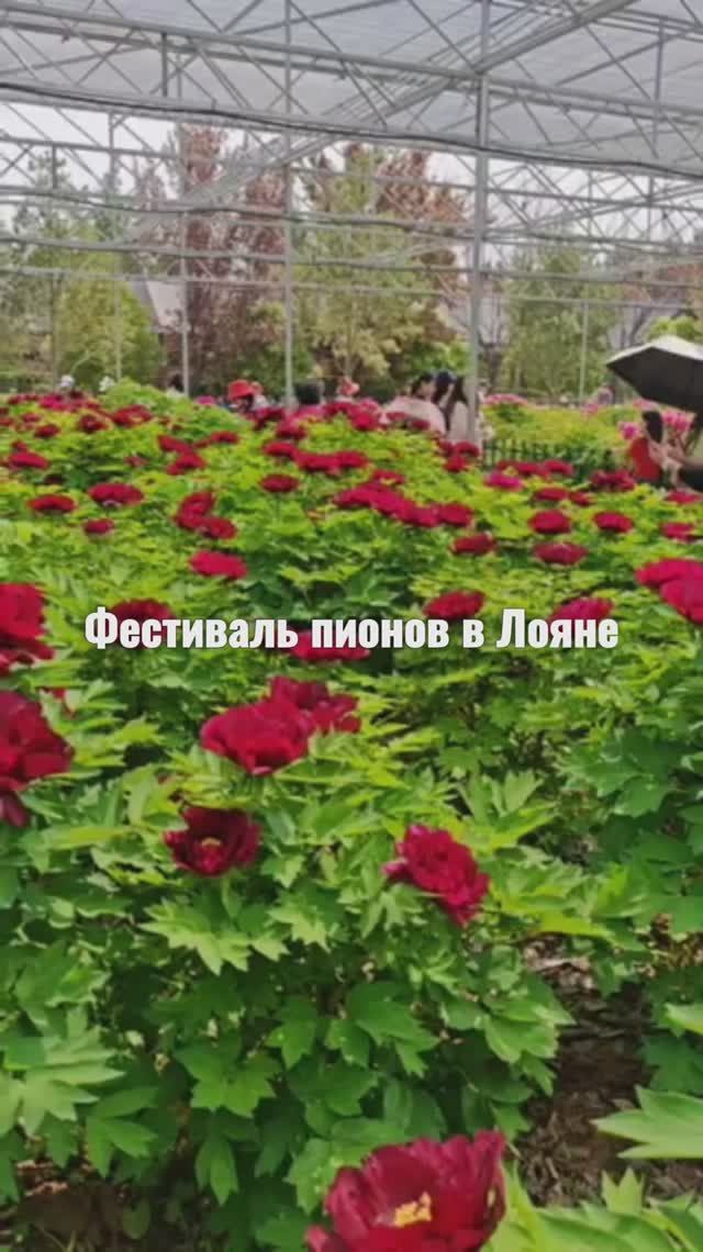 Лоян – это всемирная столица древовидных пионов. Фестиваль пионов 2026!