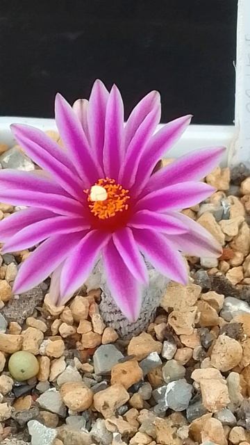 Кактусы. Turbinicarpus Pseudopectinatus F. Rubriflorus