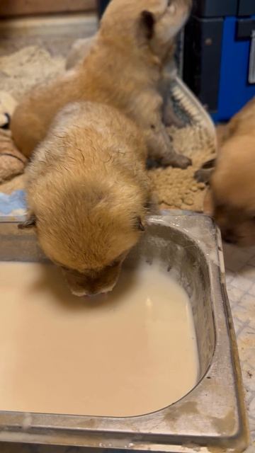 ПЕРВАЯ миска на всех! FIRST Bowl For All!