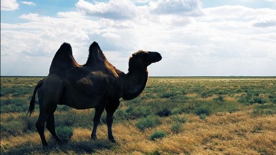 Полынность